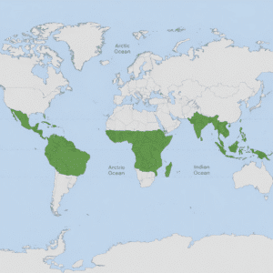 Intestinal Worms: Symptoms, Treatment & Prevention