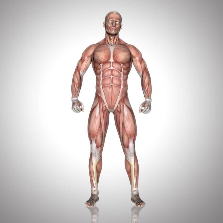 Testosterone helps maintain muscle mass by supporting protein production in muscle cells.