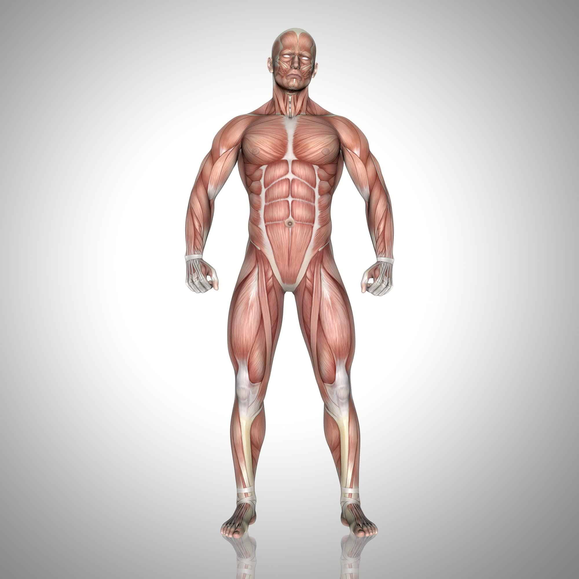 Testosteron helpt de spiermassa te behouden door de eiwitproductie in spiercellen te ondersteunen.