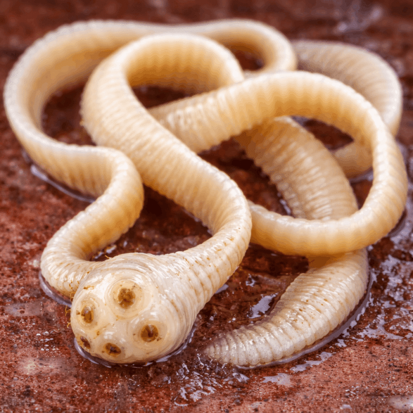 Tapeworm infections are often linked to eating undercooked meat.