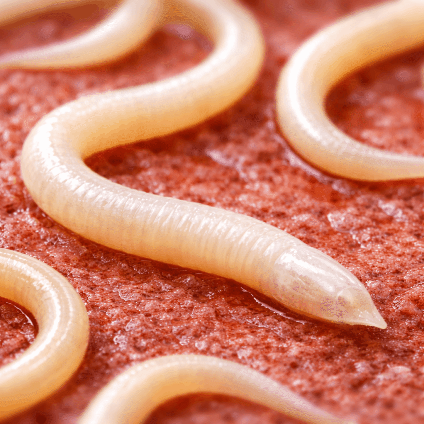 Which test is commonly used to diagnose a pinworm infection?