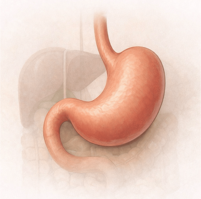 Paracetamol is generally gentler on the stomach than ibuprofen or aspirin.